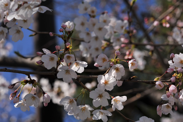403 sakura7 DSC_5802.jpg